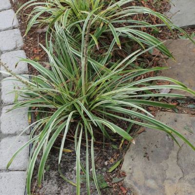 Variegata Lilyturf